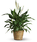 Simply Elegant Spathiphyllum - Peace Lily 8"